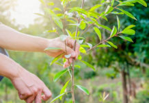 Несколько советов по выбору саженцев плодовых деревьев Несколько советов по выбору саженцев плодовых деревьев