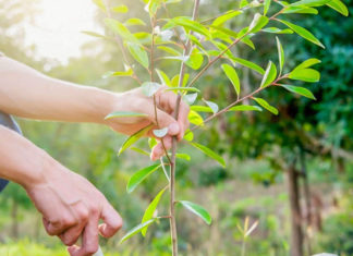 Несколько советов по выбору саженцев плодовых деревьев Несколько советов по выбору саженцев плодовых деревьев