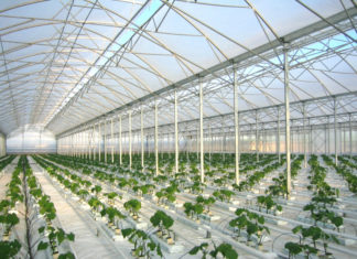 Где заказать промышленные теплицы? Где заказать промышленные теплицы?