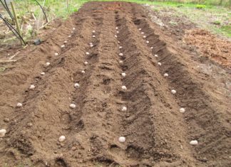 Каким способом лучше посадить картошку: описание, советы, этапы посадки, особенности и преимущества Каким способом лучше посадить картошку: описание, советы, этапы посадки, особенности и преимущества