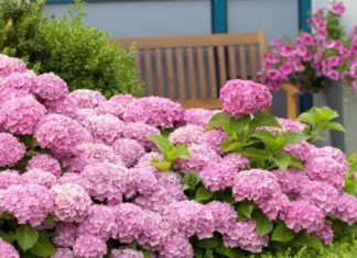 Многолетние цветы — какие растения выбрать на долгие годы? Многолетние цветы - какие растения выбрать на долгие годы?