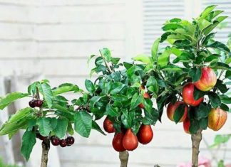 Можно ли вырастить фрукты и овощи дома: особенности выращивания, пошаговые инструкции, преимущества Можно ли вырастить фрукты и овощи дома: особенности выращивания, пошаговые инструкции, преимущества