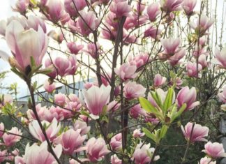 Стоит ли покупать саженцы магнолии: что это, описание, особенности посадки, разновидности, особенности ухода Стоит ли покупать саженцы магнолии: что это, описание, особенности посадки, разновидности, особенности ухода