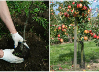 Секреты выбора саженцев плодовых деревьев Секреты выбора саженцев плодовых деревьев