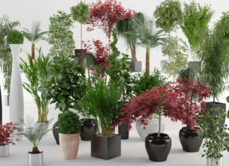 Как выбрать комнатные растения: что это, куда их ставить, критерии выбора растения, преимущества Как выбрать комнатные растения: что это, куда их ставить, критерии выбора растения, преимущества