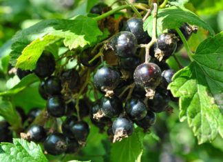 Рекомендации по выращиванию смородины Рекомендации по выращиванию смородины