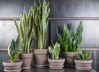 Горшечные растения – какие выбрать для квартиры? Горшечные растения – какие выбрать для квартиры?