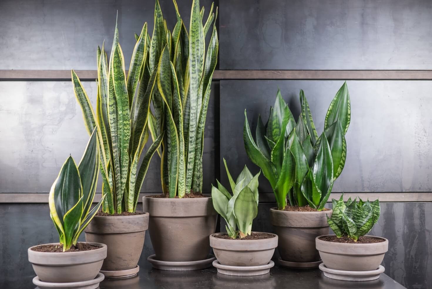 Горшечные растения – какие выбрать для квартиры?