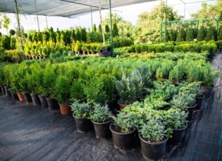 Где купить саженцы растений для сада: ассортимент, особенности, разновидности, критерии выбора Где купить саженцы растений для сада: ассортимент, особенности, разновидности, критерии выбора