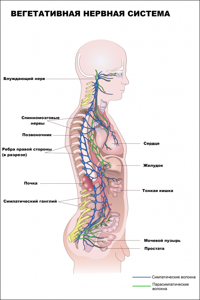 Вегетативная нервная система.jpg