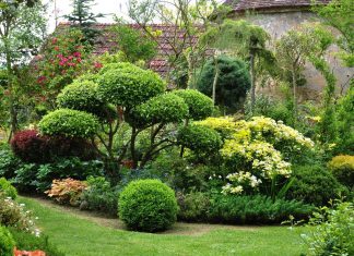 Как выбрать деревья и кустарники для сада: ассортимент, особенности, разновидности, преимущества