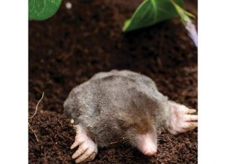 Как избавиться от кротов на участке в Сочи Как избавиться от кротов на участке в Сочи