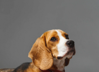 10 самых лучших кормов для собак 2023 года 10 самых лучших кормов для собак 2023 года