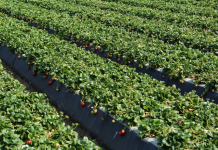 Что такое мини-питомник растений и для чего он нужен? Что такое мини-питомник растений и для чего он нужен?