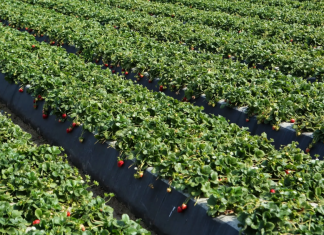 Что такое мини-питомник растений и для чего он нужен? Что такое мини-питомник растений и для чего он нужен?