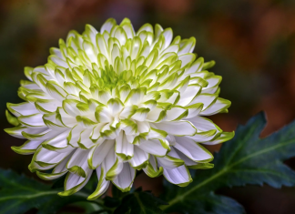 Кому и когда дарить хризантемы? Кому и когда дарить хризантемы?