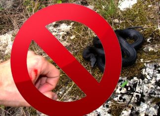 Уничтожение змей на участке в Сочи Уничтожение змей на участке в Сочи