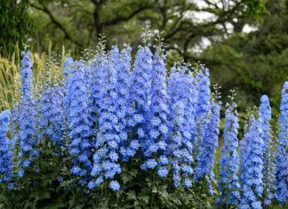 Садовое растение: все, что вам нужно знать