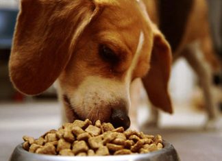 Какие корма являются наилучшими для домашних животных?