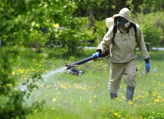 Дезинсекция участка: порядок выполнения и преимущества услуги