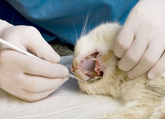 Уход за полостью рта у кошек