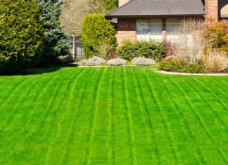 “Бюджетирование проекта: стоимость низкорослого газона в Москве”