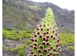 Цветок терпения