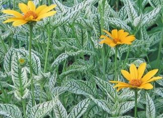 Гелиопсис для вашего сада