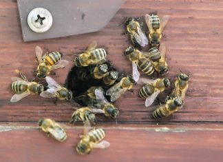 Как избежать нападения пчел?