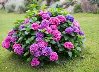 КАК ПРАВИЛЬНО ПОСАДИТЬ И ВЫРАСТИТЬ ГОРТЕНЗИЮ