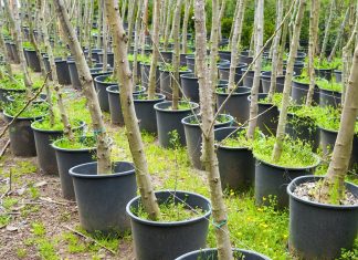 Как выбрать и покупать саженцы: виды, особенности покупки и советы