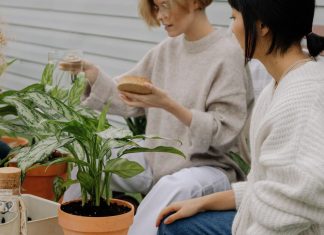 Как выбрать и ухаживать за комнатными растениями?