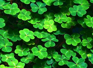 Красавец клевер