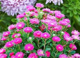 Купить китайскую астру