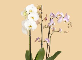 Купить орхидеи