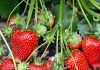 Купить рассаду клубники