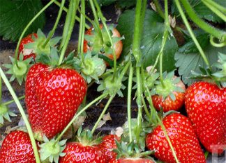 Купить рассаду клубники