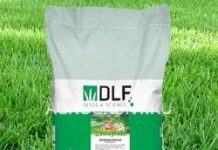 Овсяница Красная в Москве: Тенденции и Секреты Успешного Ландшафтного Дизайна