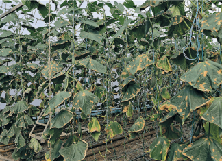 Пероноспороз, или ложная мучнистая роса: как спасти урожай