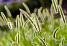 Почему стоит обратить внимание на семена тимофеевки при покупке для сада