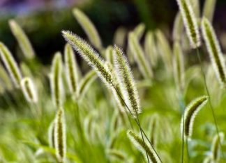 Почему стоит обратить внимание на семена тимофеевки при покупке для сада