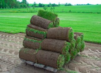 Почему стоит выбрать рулонный газон?