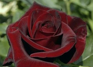 Роза королева цветов