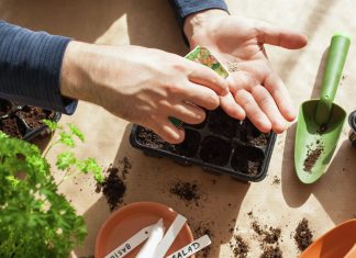 Сажать из семян или приобрести саженцы: что экономичнее?