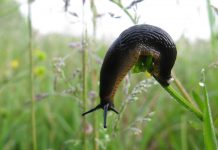 Слизни в саду: Современные технологии борьбы с назойливыми влажными вторжениями