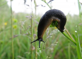 Слизни в саду: Современные технологии борьбы с назойливыми влажными вторжениями