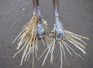 СТИМУЛЯТОРЫ ОБРАЗОВАНИЯ КОРНЕЙ ИЗ ПОДРУЧНЫХ СРЕДСТВ!