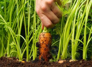 Тонкости посадки моркови на дачном участке