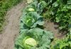 Выращивание белокочанной капусты