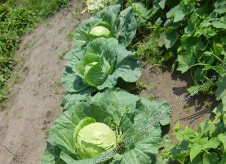 Выращивание белокочанной капусты